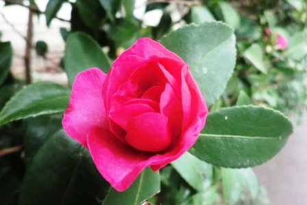 さざんか？？・・花名音痴で。