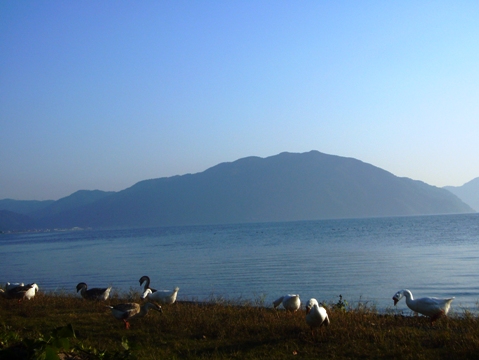 ガチョウさん、朝食は琵琶湖岸で。