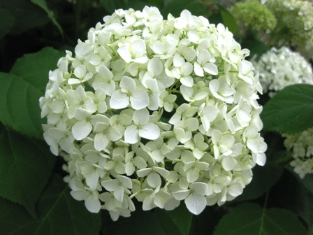 畑は元気、私はバテて・・白いアジサイとナスの花