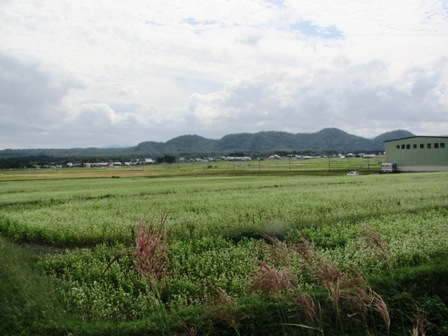 赤ソバに白そば田んぼに・・