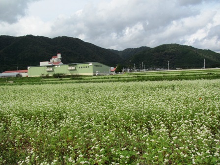 赤ソバに白そば田んぼに・・