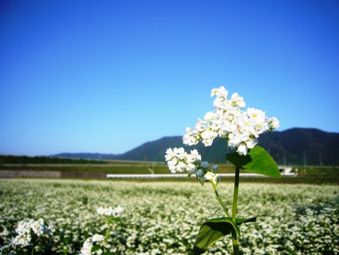 蕎麦一面の朝