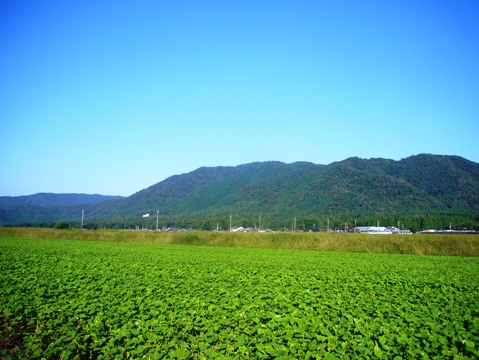蕎麦一面の朝
