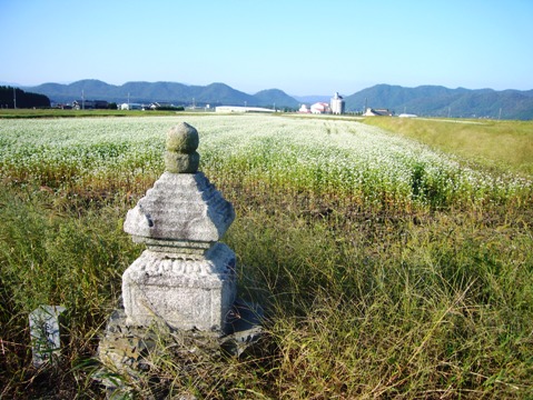 蕎麦一面の朝