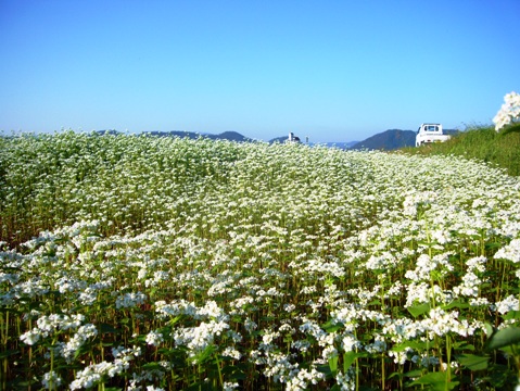 蕎麦一面の朝