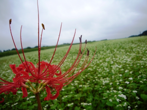 ソバの花