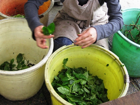 大原工房で草木染め研修