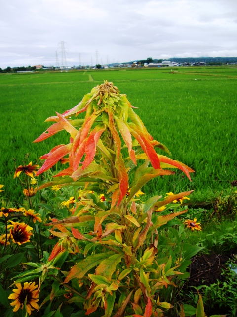立葵は梅雨の印