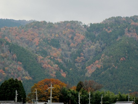 11月も落葉とともに・・