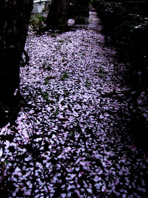 散り逝く桜・・残る桜の下で・・
