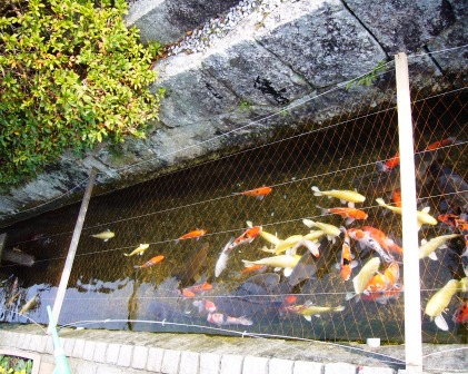 藤樹書院・鏡開き