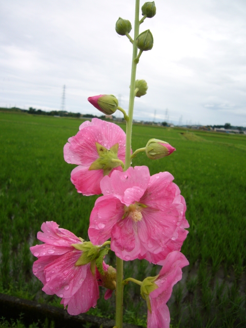 立葵は梅雨の印