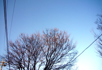 椿、落ちにけり