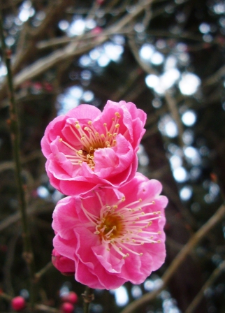 紅梅一輪・・3月7日