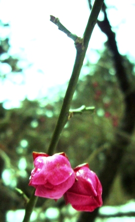 紅梅一輪・・3月7日