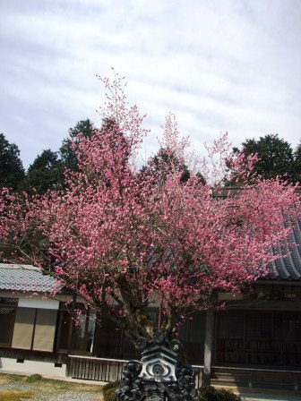 山門からの梅もいいんですよ。