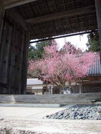 山門からの梅もいいんですよ。