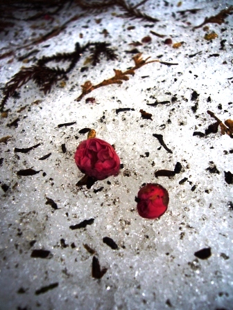 紅梅一輪・・3月7日
