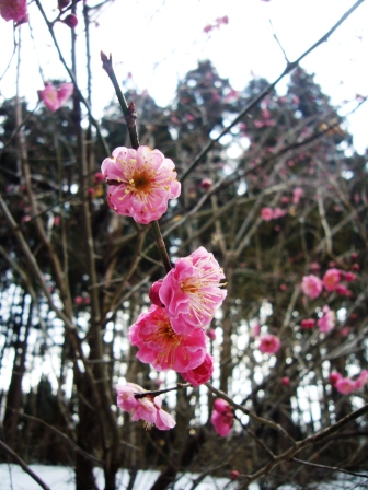 紅梅一輪・・3月7日