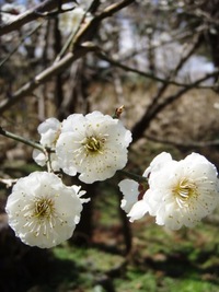 梅・うめ・・香り