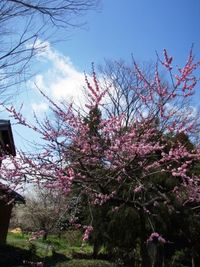 梅・うめ・・香り