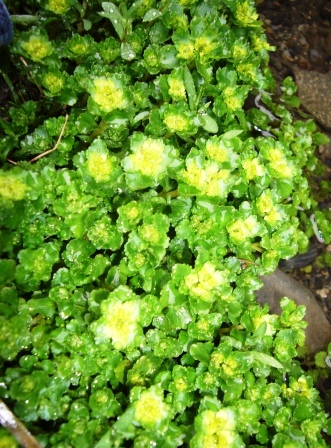 雨中の梅一枝