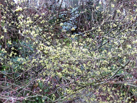 山間部の通り道・・山桜など・・あり。