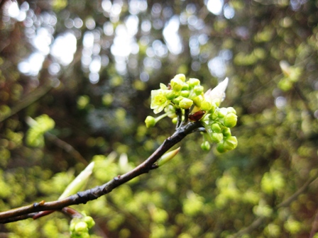 山間部の通り道・・山桜など・・あり。
