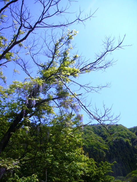 山笑う