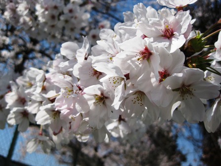 夕暮れ・・桜
