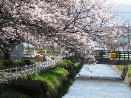 夕暮れ・・桜