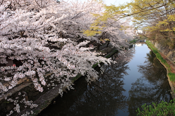 八幡堀の桜