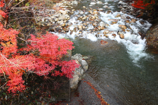 永源寺の紅葉