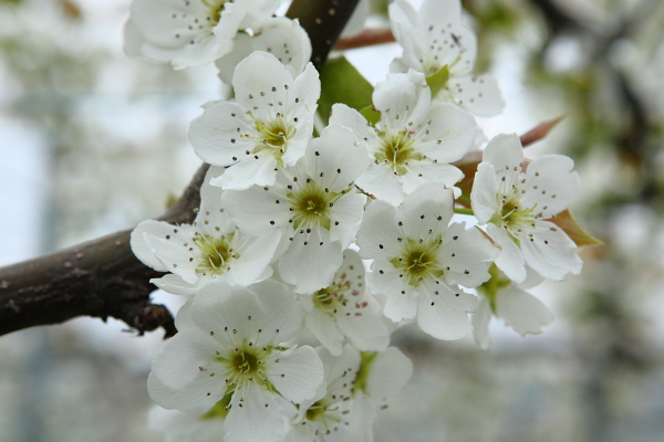 何の花かな？