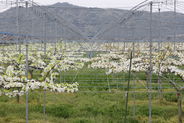 何の花かな？