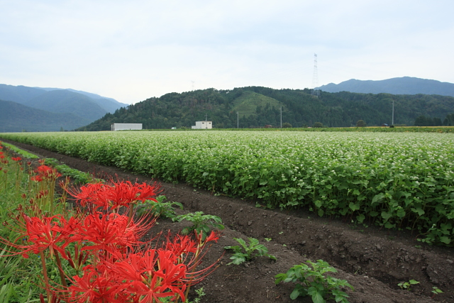 彼岸花と蕎麦の花