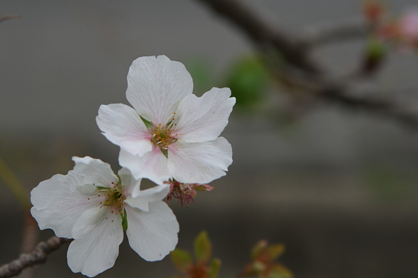 桜（近江八幡市）