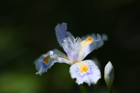 シャガ　（河辺いきものの森