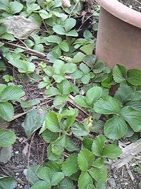 いちご（原種）の株分け・移植作業