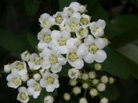 この花なあに　ＮＯ．１