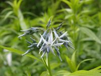 チョウジソウ(丁字草)