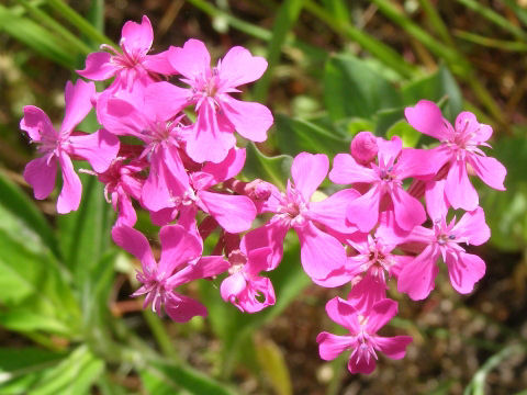 ムシトリナデシコ(虫取撫子)