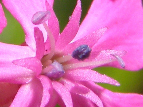 ムシトリナデシコ(虫取撫子)