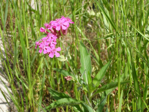 ムシトリナデシコ(虫取撫子)