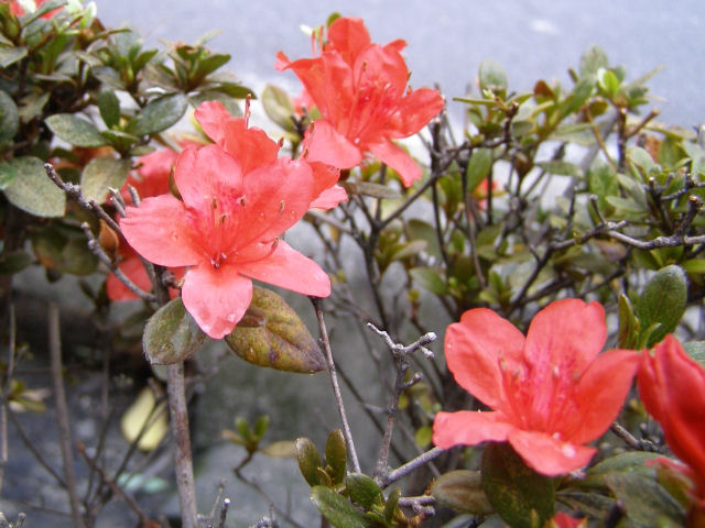 ノアザミ（野薊）？