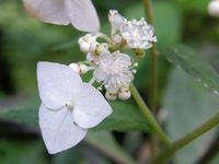 クサアジサイ(草紫陽花)