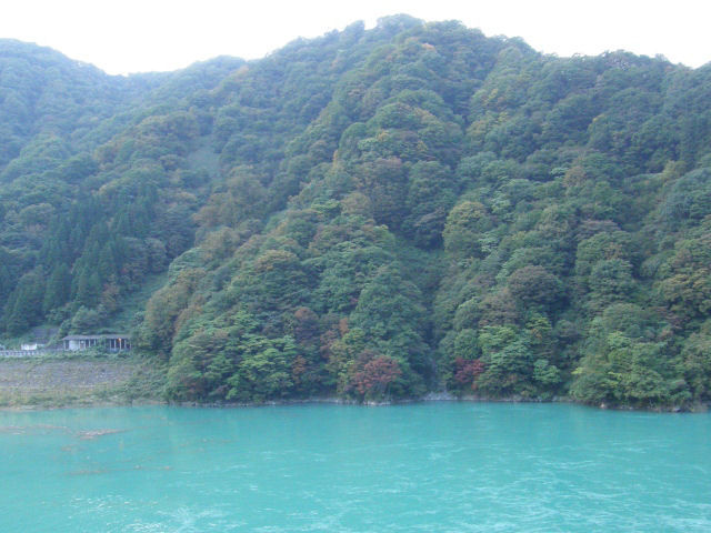 クサギの果実（黒部峡谷）