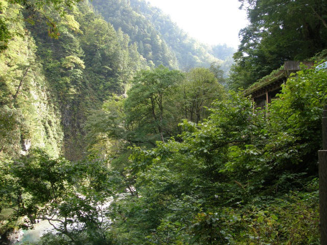 クサギの果実（黒部峡谷）