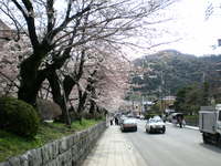 京都・疎水べり・桜情報