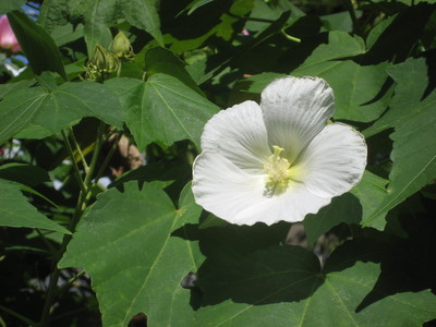 ● 舎那院の芙蓉